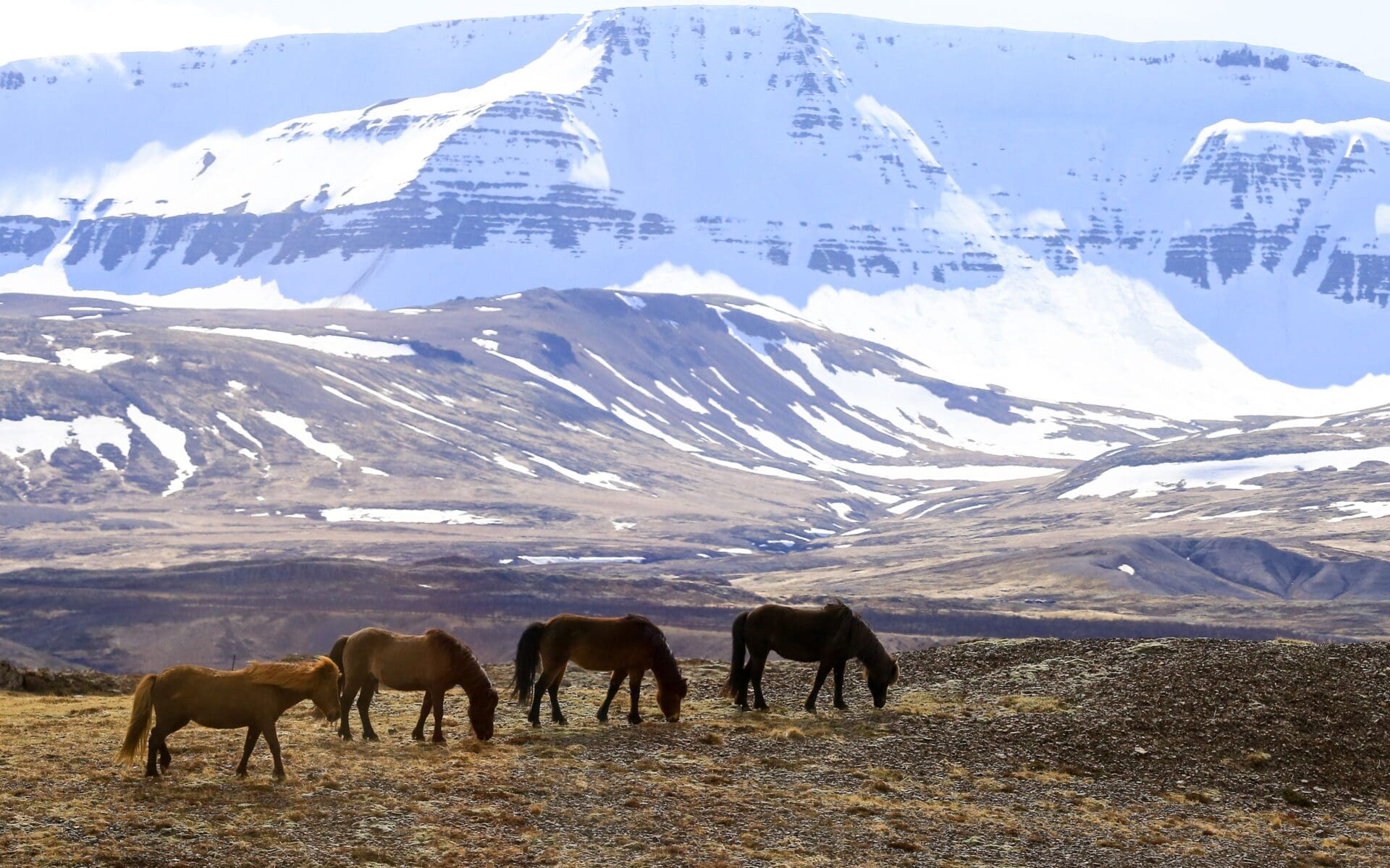 Roaming Icelandic horses are observed by writers at the Iceland Writers Retreat where book enthusiasts and professional writers meet.